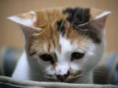 f:id:nekozamuraimk2:20211013181105j:plain