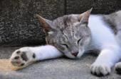 f:id:nekozamuraimk2:20211112181950j:plain