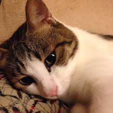 f:id:nekozamuraimk2:20211123181045j:plain