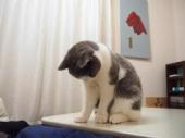 f:id:nekozamuraimk2:20220120181714j:plain