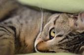 f:id:nekozamuraimk2:20220220182200j:plain