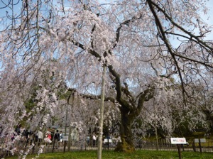 f:id:nekozanaruri:20140331202218j:image
