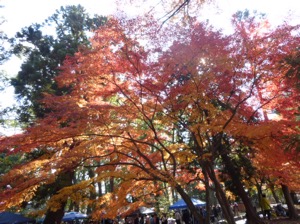 f:id:nekozanaruri:20141123223830j:image