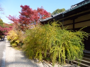 f:id:nekozanaruri:20141124223531j:image