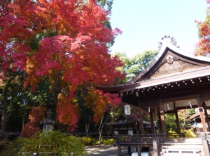 f:id:nekozanaruri:20141124223546j:image