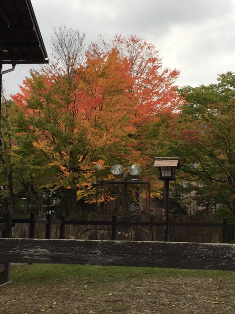 f:id:nekozanaruri:20151013020645j:image:w188