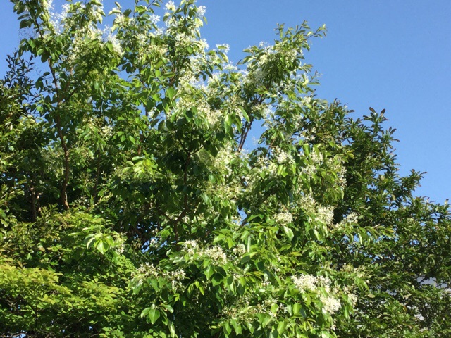 f:id:nekozanaruri:20160505201615j:image:w250