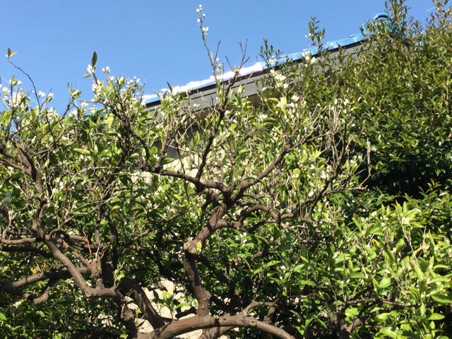 f:id:nekozanaruri:20160505201616j:image:w250