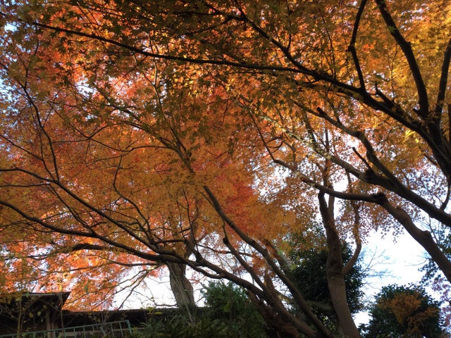 f:id:nekozanaruri:20161208233256j:image:w250