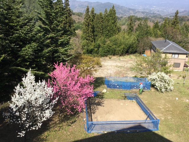 f:id:nekozanaruri:20170430174645j:image:w250