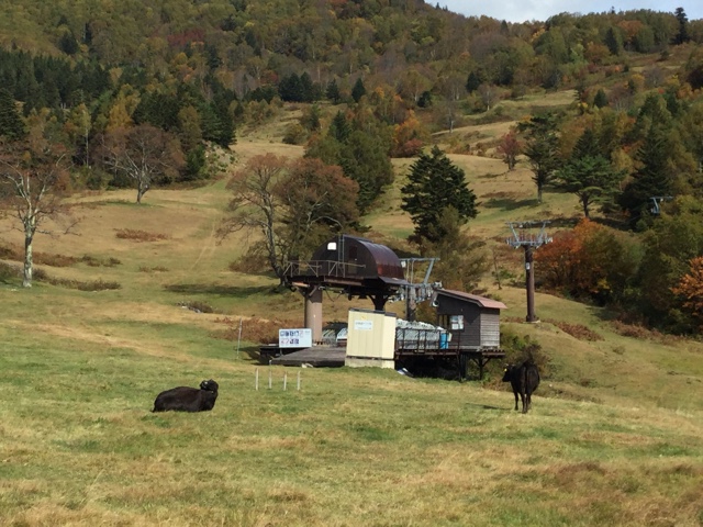 f:id:nekozanaruri:20171008180615j:plain f:id:nekozanaruri:20171008180615j:plain