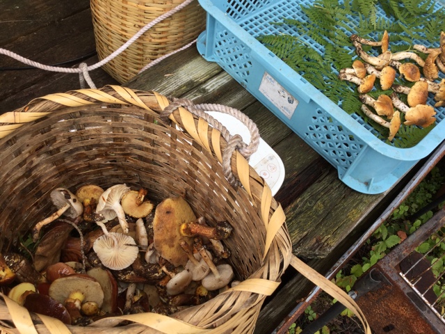 f:id:nekozanaruri:20171008235440j:plain f:id:nekozanaruri:20171008235440j:plain