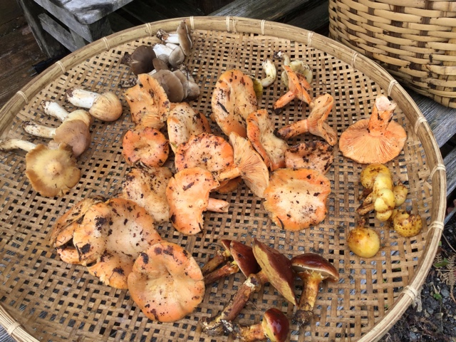 f:id:nekozanaruri:20171008235518j:plain f:id:nekozanaruri:20171008235518j:plain