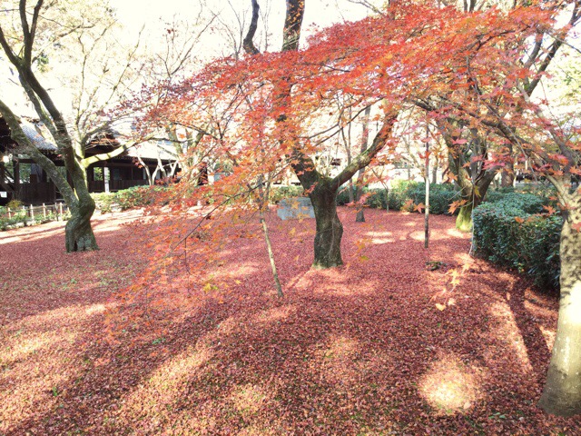 f:id:nekozanaruri:20171207085524j:plain