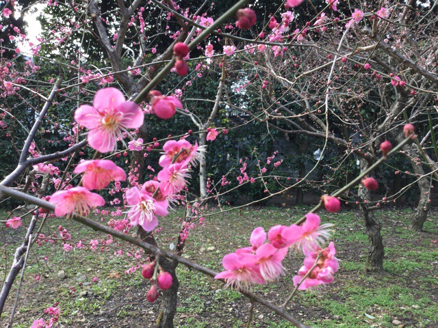 f:id:nekozanaruri:20180310192143j:plain