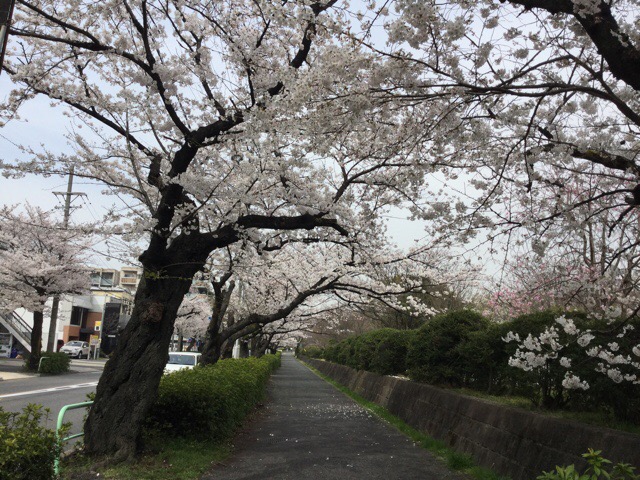 f:id:nekozanaruri:20180327224206j:plain