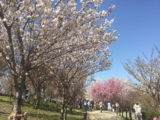 f:id:nekozanaruri:20180330212420j:plain