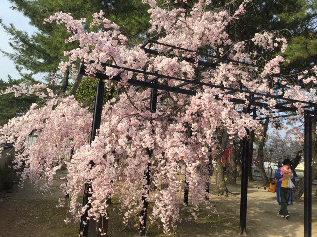 f:id:nekozanaruri:20180402011522j:plain