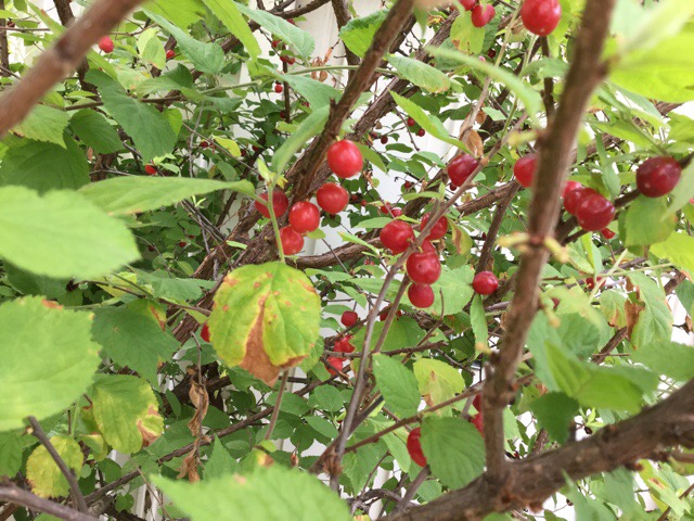 f:id:nekozanaruri:20180606015939j:plain f:id:nekozanaruri:20180606015939j:plain