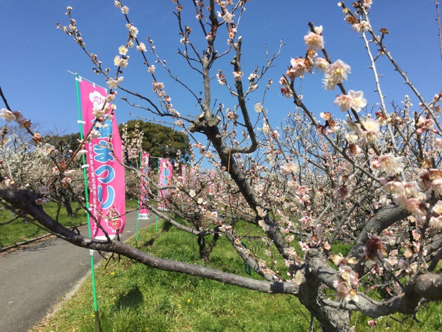 f:id:nekozanaruri:20190306002937j:plain f:id:nekozanaruri:20190306002937j:plain