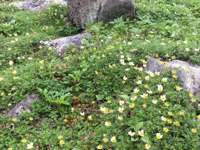 f:id:nekozanaruri:20190803095520j:plain
