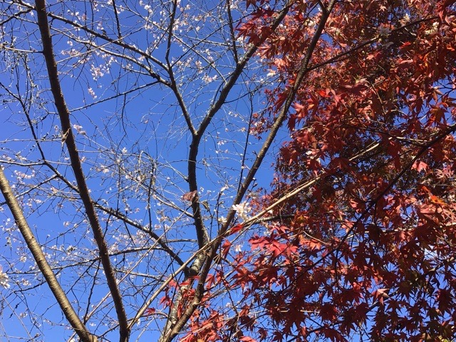 f:id:nekozanaruri:20201114203627j:plain