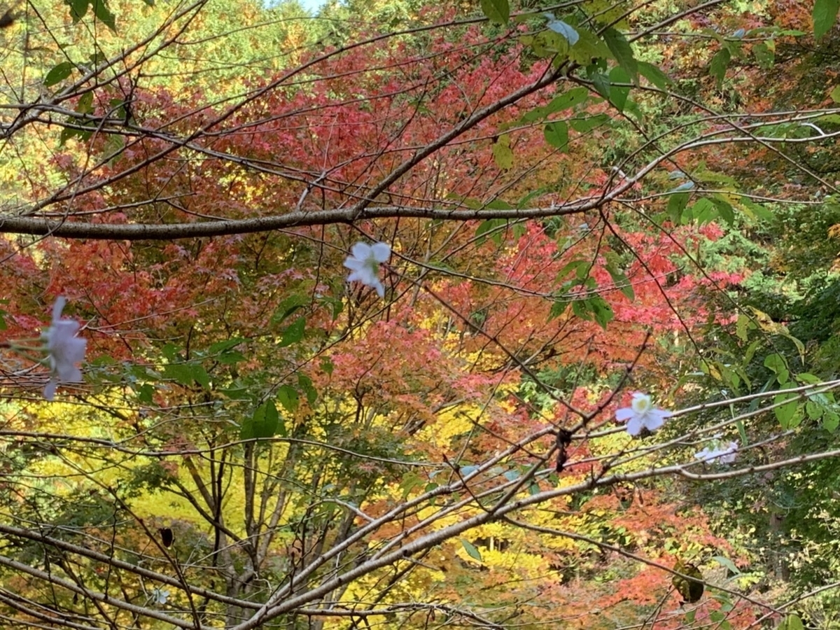 f:id:nekozanaruri:20201114203725j:plain