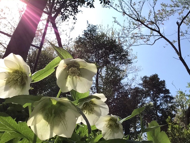 f:id:nekozanaruri:20210407004659j:plain