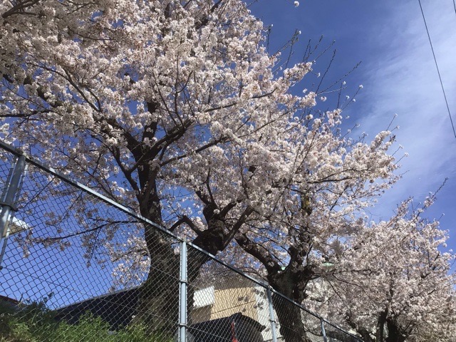 f:id:nekozanaruri:20220402005522j:plain