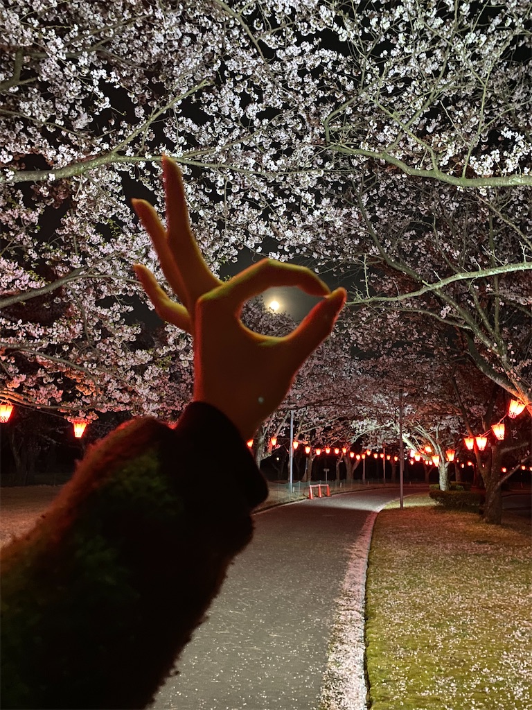 f:id:nekuraku:20250412231226j:image