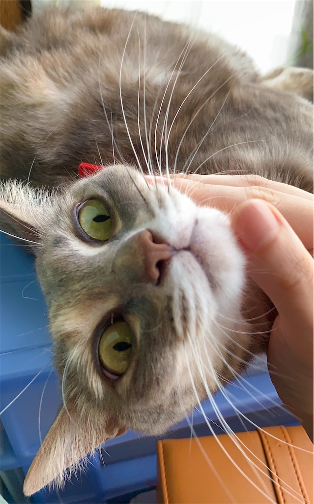 f:id:nelneconerokuro:20190911012836j:image f:id:nelneconerokuro:20190911012836j:image