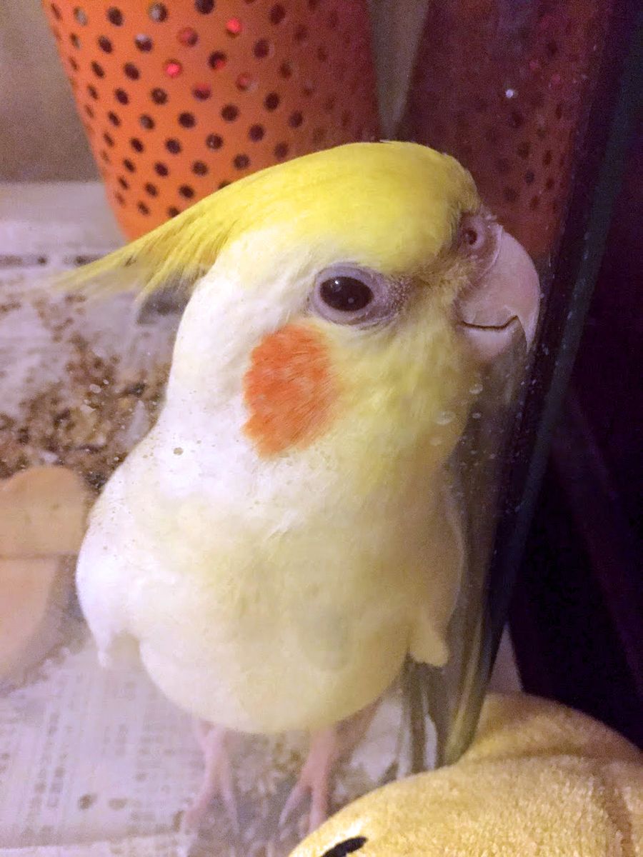 f:id:nemo_zzz:20190823195346j:plain
