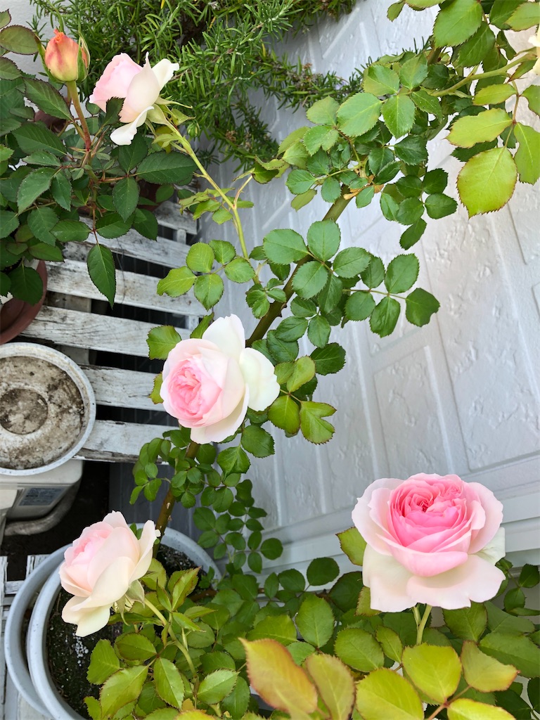 f:id:nemogon:20220525125120j:image