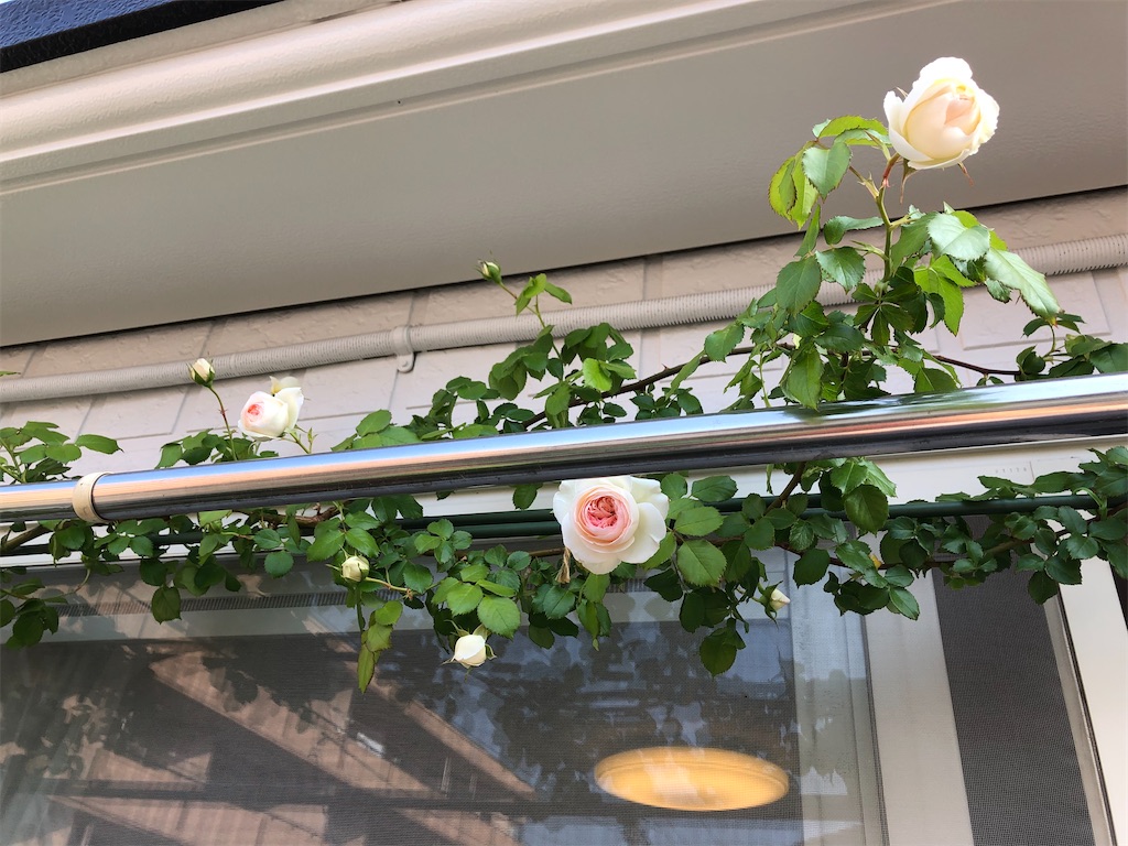 f:id:nemogon:20220525125123j:image