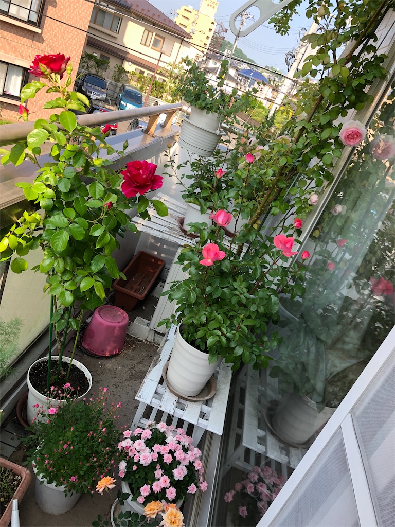 f:id:nemogon:20220525125133j:image