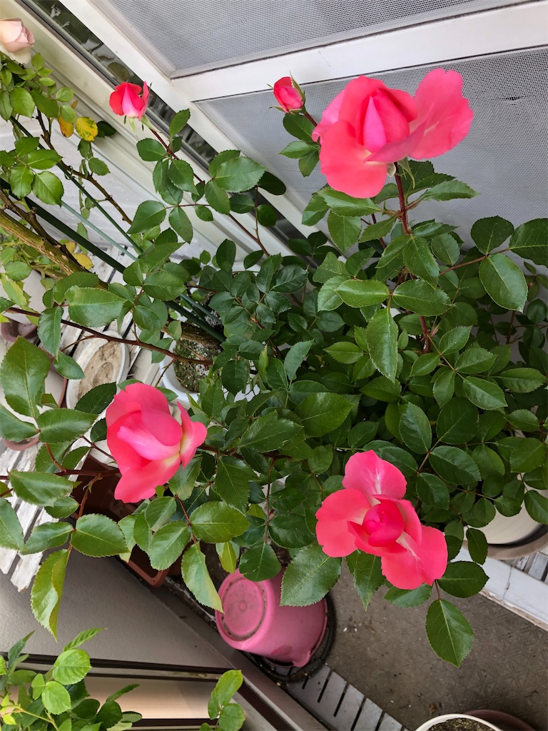 f:id:nemogon:20220525125402j:image