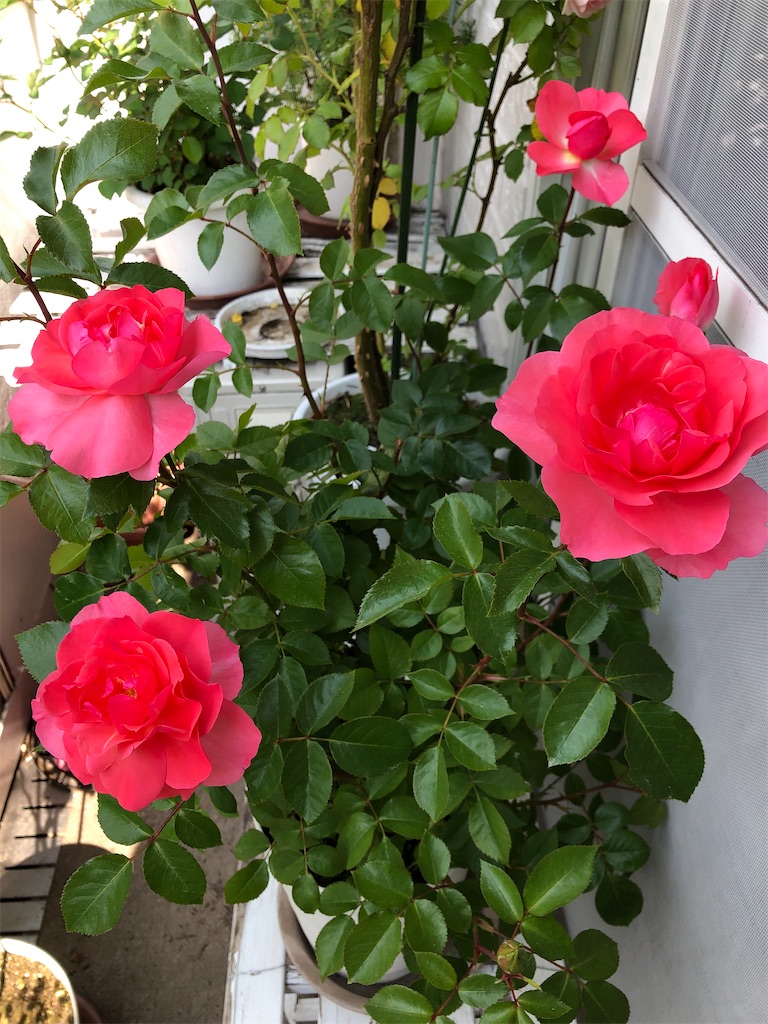 f:id:nemogon:20220526225202j:image