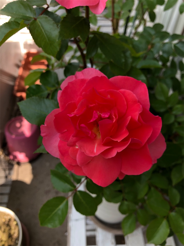 f:id:nemogon:20220526225205j:image