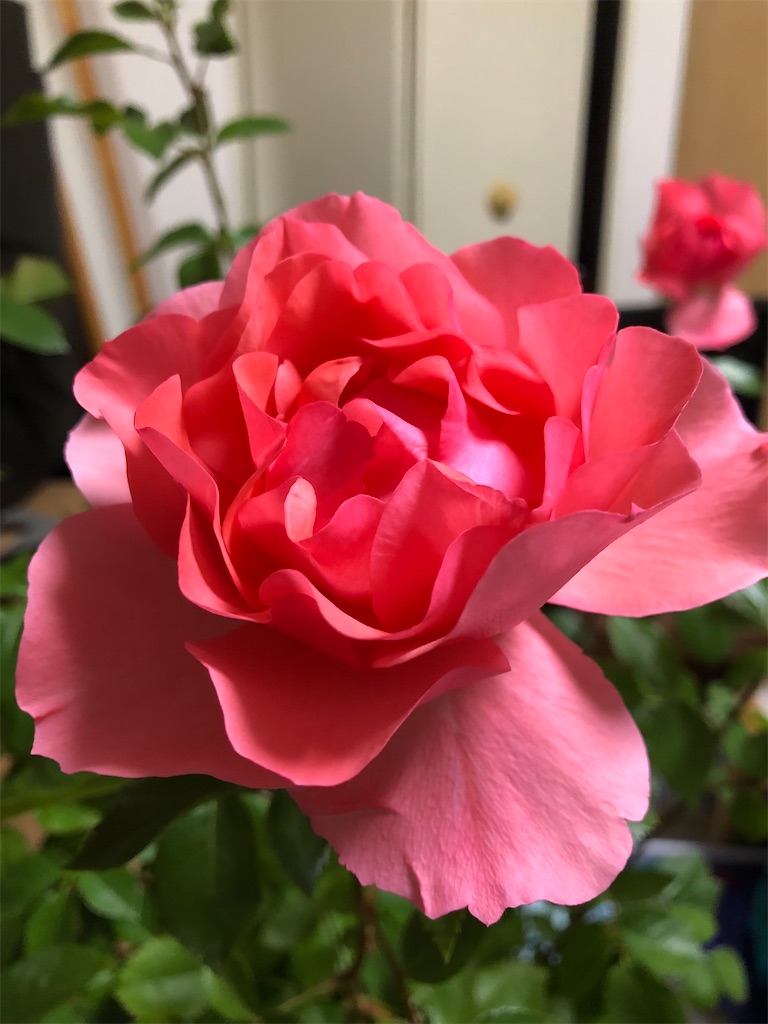 f:id:nemogon:20220526225252j:image