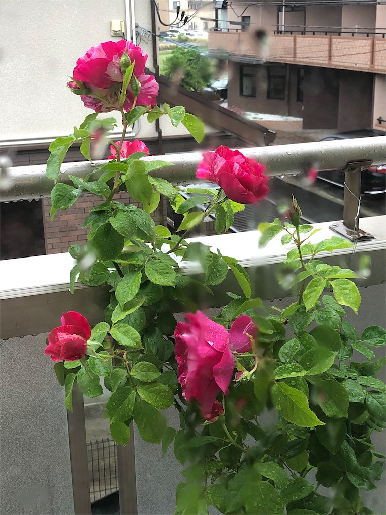 f:id:nemogon:20220527082025j:image