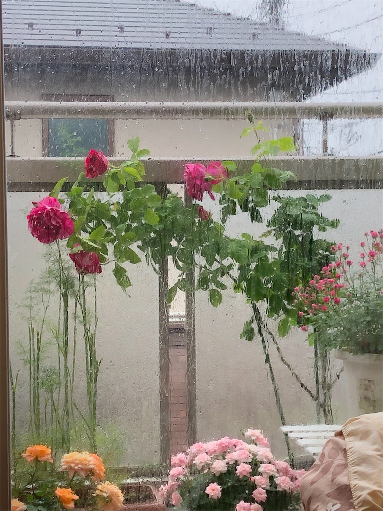 f:id:nemogon:20220527082102j:image