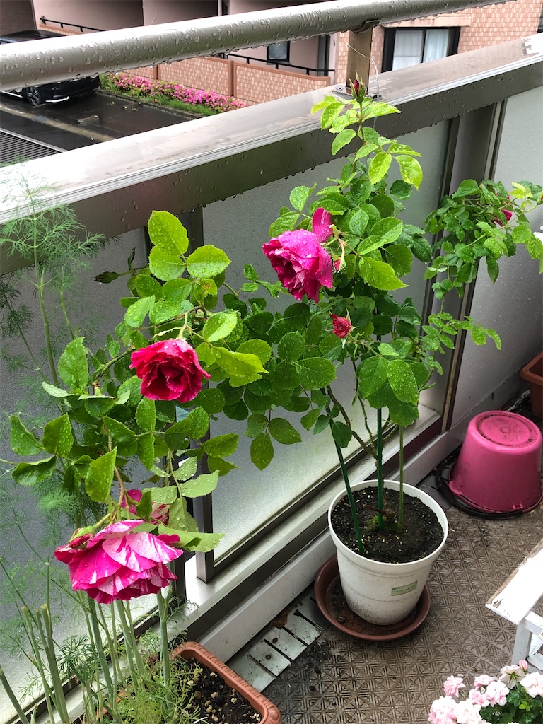 f:id:nemogon:20220527082123j:image