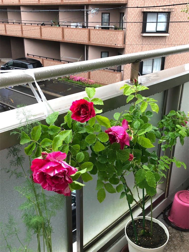 f:id:nemogon:20220527082146j:image