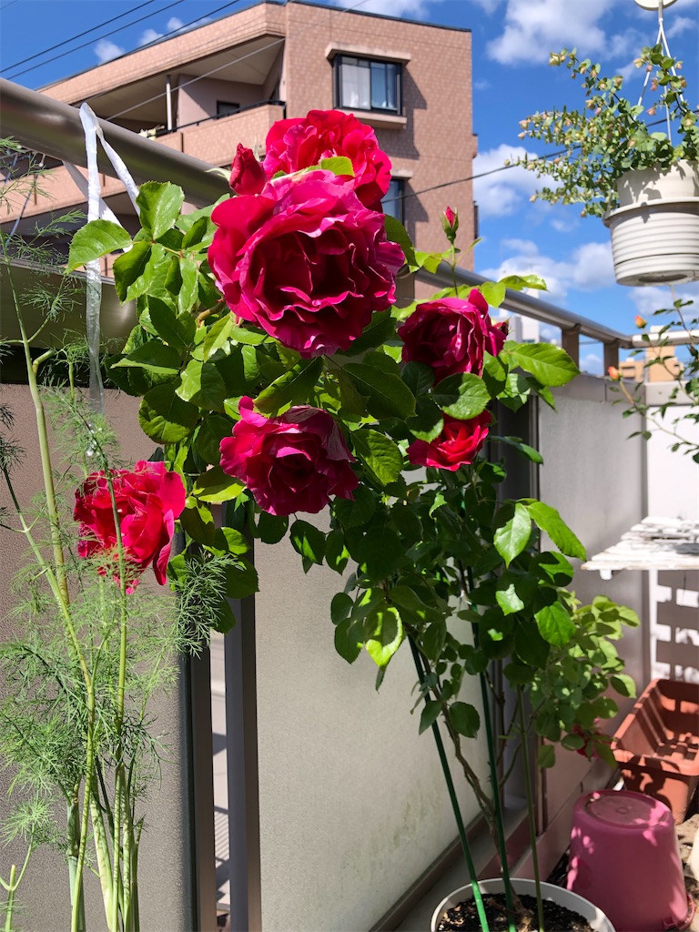 f:id:nemogon:20220528103345j:image