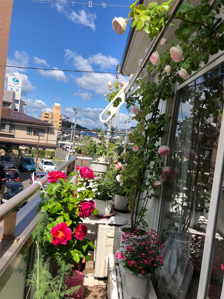 f:id:nemogon:20220528103543j:image