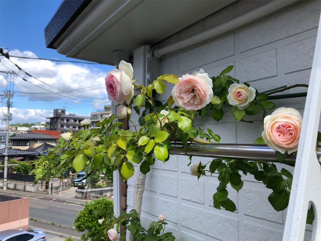 f:id:nemogon:20220528103619j:image