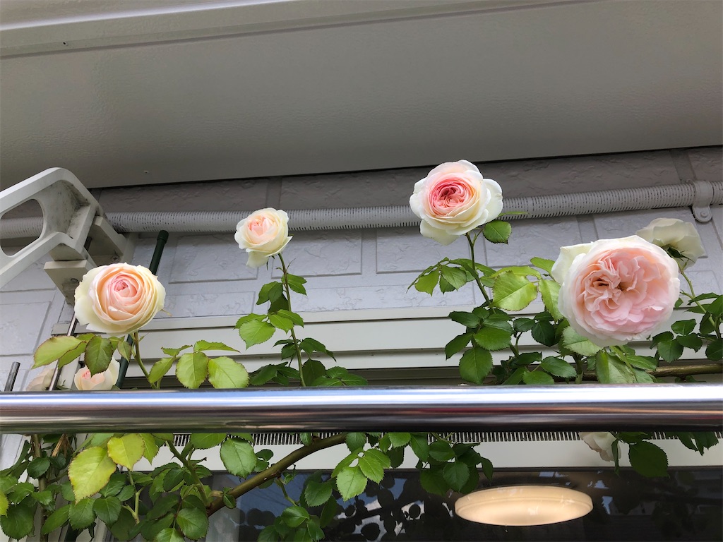 f:id:nemogon:20220528103626j:image