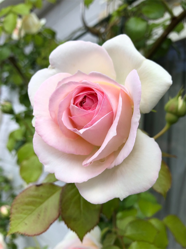 f:id:nemogon:20220528103632j:image