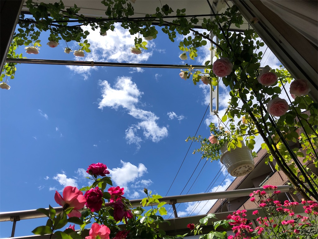 f:id:nemogon:20220528103831j:image