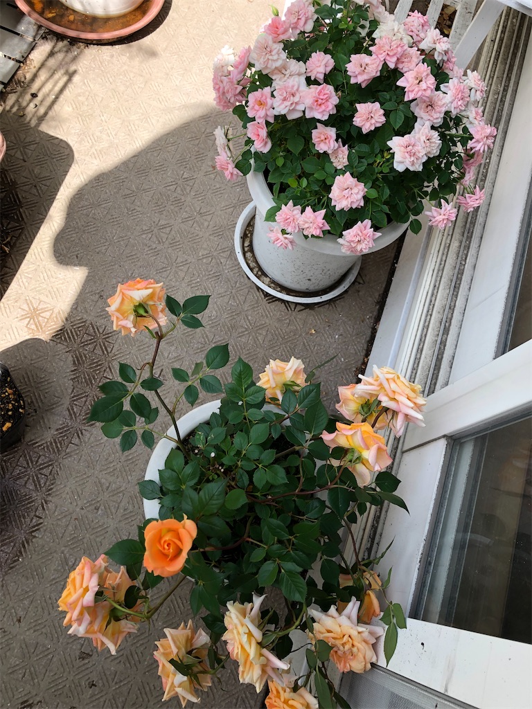 f:id:nemogon:20220528104312j:image